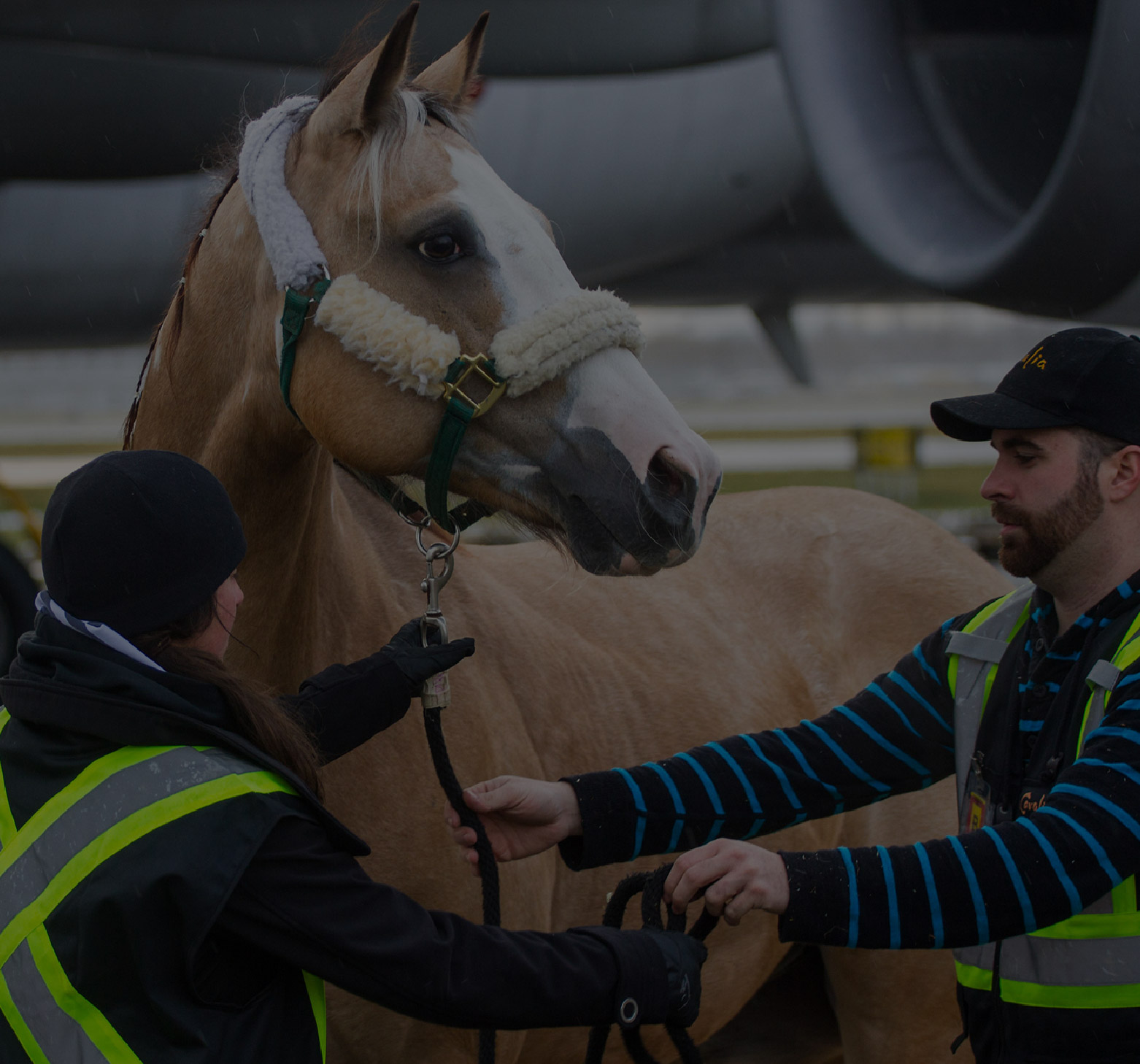馬匹、牲畜與保護(hù)動(dòng)物