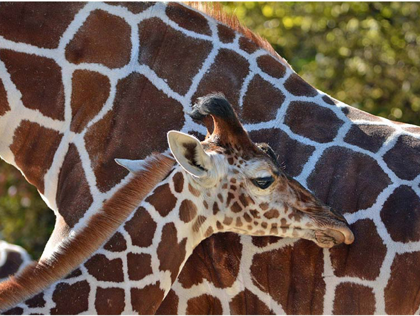 馬匹、牲畜、保護(hù)動(dòng)物空運(yùn)專家