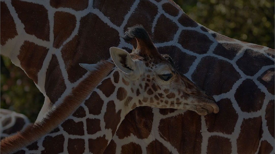 馬匹、牲畜與保護動物