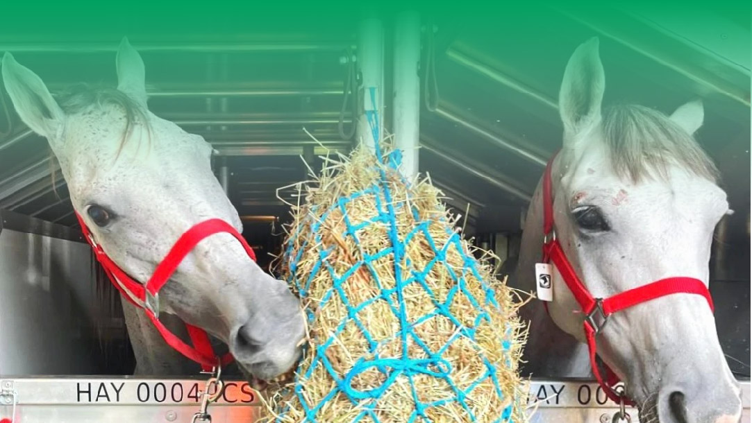 快馬加鞭！查浦曼空運(yùn)18匹賽馬征戰(zhàn)歐洲